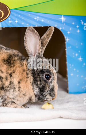 Harlekin Mini Rex Kaninchen essen einen Bissen von Apple. (PR) Stockfoto