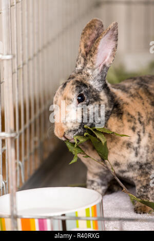 Harlekin Mini Rex kaninchen Essen eines Apfels. (PR) Stockfoto