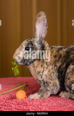 Harlekin Mini Rex Kaninchen essen eine Carrot Top. (PR) Stockfoto