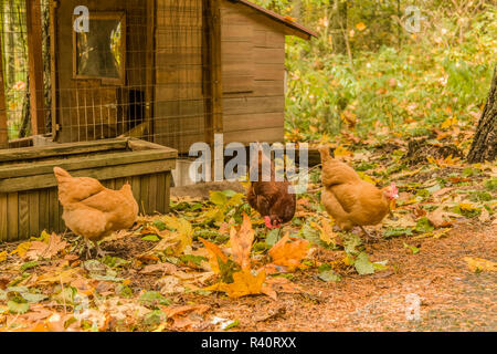 Issaquah, Washington State, USA. Frei Buff Orpington und Rhode Island Rot Hühner, nahrungssuche für Bugs außerhalb ihrer Coop. (PR) Stockfoto