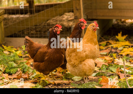 Issaquah, Washington State, USA. Frei Buff Orpington und Rhode Island Rot Hühner Futtersuche außerhalb ihrer Coop. (PR) Stockfoto