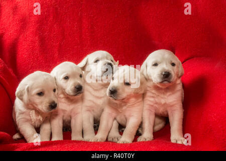 Wurf von einem Monat alten gelben Labrador Welpen. (PR) Stockfoto