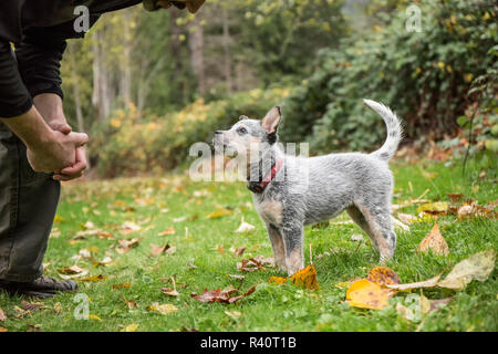 Issaquah, Washington State, USA. Mann Schulung seiner 10 Woche alt Australian Cattle Dog Welpen. (PR, MR) Stockfoto