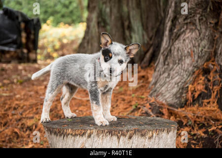 Issaquah, Washington State, USA. 10 Wochen alter Australian Cattle Dog Welpe neugierig, wie Sie auf einem Baumstumpf Posen. (PR) Stockfoto