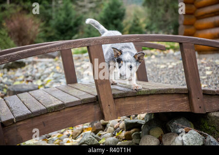 Issaquah, Washington State, USA. 10 Wochen alter Australian Cattle Dog Welpe neugierig untersucht eine Fußgängerbrücke. (PR) Stockfoto