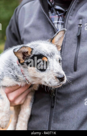 Issaquah, Washington State, USA. Mann seine 10 Wochen alter Australian Cattle Dog Welpen halten. (MR, PR) Stockfoto