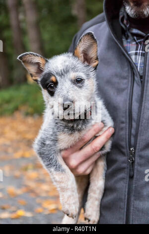 Issaquah, Washington State, USA. Mann seine 10 Wochen alter Australian Cattle Dog Welpen halten. (MR, PR) Stockfoto