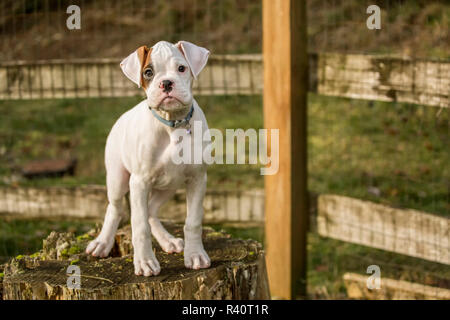 Issaquah, Washington State, USA. Neun Wochen alten Boxer Welpe, stehend auf einem Baumstumpf in seinem Hof. (PR) Stockfoto