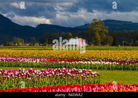 Mount Vernon, Washington State, Tulip Stadt, Roozengaarde, Skagit Tulpenfeld in mehreren Farben und Muster und eine rote Scheune Stockfoto