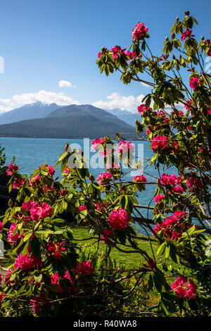Seabeck, Washington State. Scenic Beach State Park, Blick auf die Olympic Mountains und Haube Kanal aus einer Rhododendron Bush Stockfoto