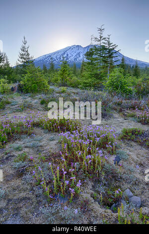 Staat Washington, Mount Saint Helens National Volcanic Monument, Wildblumen und Berg, Ansicht von Süden Stockfoto