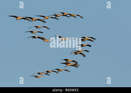 Kanadakraniche migration Formationsflug Stockfoto