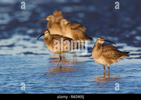 Regenbrachvögel ruht auf Wattenmeer Stockfoto