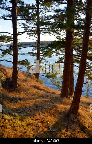 USA, Washington State. San Juan Inseln, James Island. Tannen auf einem grasbewachsenen Hügel Stockfoto