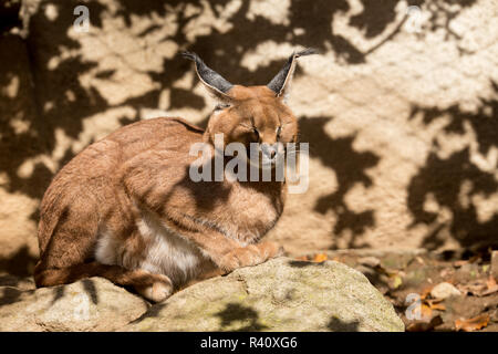 Karakal (Pezzi) Familie in der Natur Stockfoto