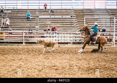 Taos, New Mexico, USA. Kleine Stadt western Rodeo. Cowgirl Seile Kalb Stockfoto