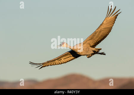 Sandhill Crane (Grus canadensis) fliegen Stockfoto