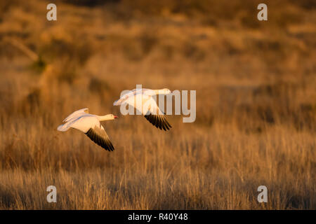 Schnee Gänse (Chen Caerulescens) Paar fliegen Stockfoto