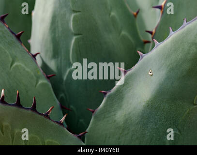 In der Nähe des Neuen Mexiko Agave, Agave parryi var. neomexicana, Santa Fe, Botanischer Garten, Museum Hill, New Mexico Stockfoto