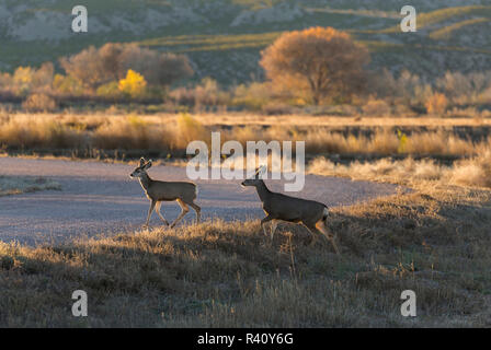 Hirsch Reh und fawn überfahrt-Straße vor der Dämmerung überschrift für die Pinsel, Odocoileus Hemionus, Bosque Del Apache National Wildlife Refuge, New Mexico Stockfoto