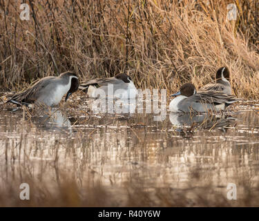 Den Nordpintailenten Anas acuta, Bosque Del Apache NWR, New Mexico Stockfoto