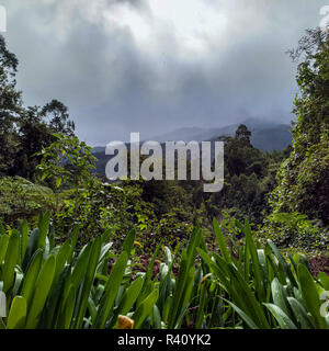Laurisilva Wald auf der Insel Madeira von stürmischem Wetter Stockfoto