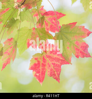 USA, North Carolina, Great Smoky Mountains. Detail der ahornblätter. Stockfoto