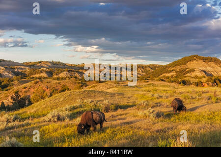 Bisons grasen in badlands Theodore Roosevelt National Park, North Dakota, USA Stockfoto