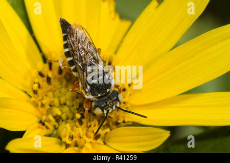 Kuckuck - Blatt - Cutter Bee, Coelioxys sp., Maximilian Sonnenblume, Helianthus maximiliani Stockfoto