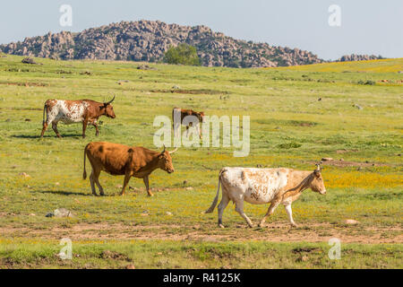 USA, Oklahoma, Wichita Mountains National Wildlife Refuge. Longhorn Rinder und Kälber in das Feld ein. Stockfoto