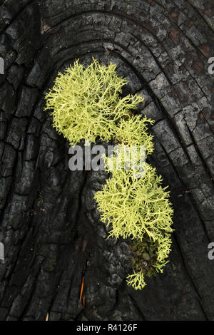 Verbrannte Western Wacholder (Juniper Occidentalis) mit Neon green Wolf Flechten (Letharia Kurzkopfgleitbeutler) wächst auf der Rinde, Oregon Stockfoto