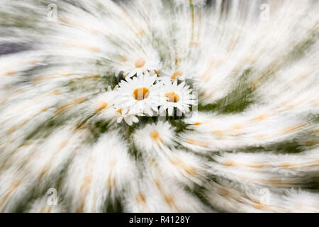 Daisy Blumen und Zaun, Cannon Beach, Oregon Stockfoto