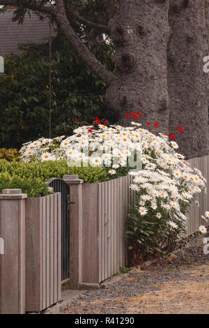 Daisy Blumen und Zaun, Cannon Beach, Oregon Stockfoto