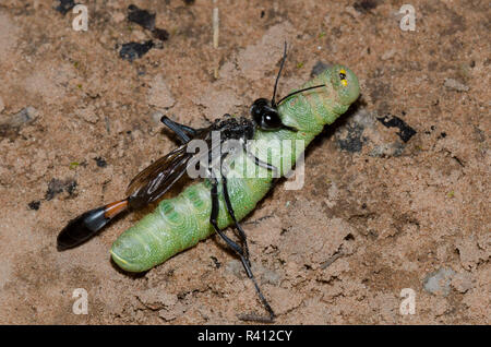 Thread-taillierte Wasp, Ammophila sp., weiblich mit Caterpillar Beute Stockfoto