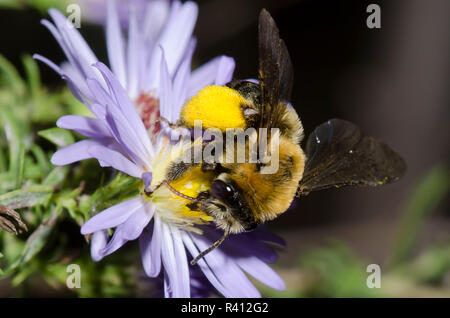 Langhörnigen Biene, Melissodes dentiventris, Aster, Symphyotrichum sp. Stockfoto