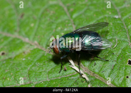 Schlag Fliegen, Lucilia sp. Stockfoto