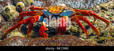 Ein Sally Lightfoot Crab (Grapsus Grapsus) posiert von der Küste neben Muscheln auf Santa Cruz Island, Galapagos Islands National Park, Ecuador. Stockfoto
