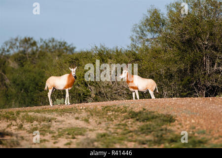 Scimitar-Horned Oryx (Oryx dammah) Paar in Texas thornbrush Lebensraum. Stockfoto