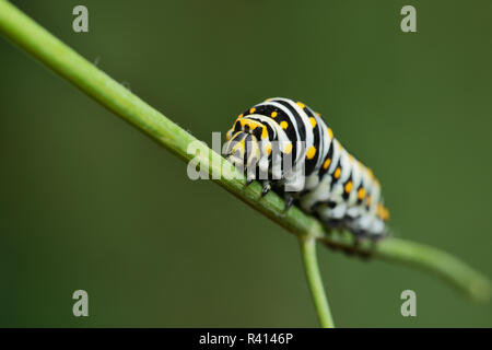 Schwalbenschwanz (Papilio Polyxenes), Caterpillar Essen auf Fenchel Wirtspflanze (Foeniculum vulgare), Hill Country, Texas, USA Stockfoto