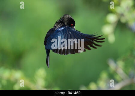 Brüniert (Molothrus Cowbird aeneus), männlich Anzeige im Flug, Rio Grande Valley, South Texas, USA Stockfoto