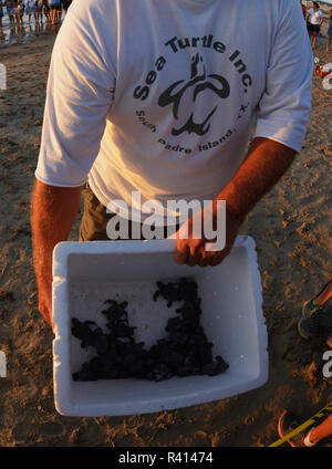 Kemp's Riley Meeresschildkröte (Lepidochelys kempii), Freiwillige, Baby Schildkröten zu öffentlichen während der Freigabe, South Padre Island, Texas, USA Stockfoto