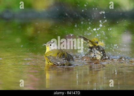 Nashville Warbler (Vermivora Ruficapilla), Erwachsene, Baden im Teich, Hill Country, Texas, USA Stockfoto