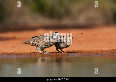 Northern bobwhite (colinus Virginianus), Paar, das Trinken an Teich, Rio Grande Valley, South Texas, USA Stockfoto