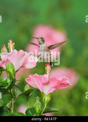 Rufous Kolibri (Selasphorus Rufus), jungen männlichen auf dem blühen Hibiskus Blume, Hill Country, Texas, USA Stockfoto