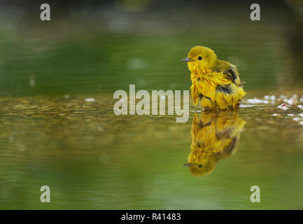 Yellow Warbler (Dendroica Petechien), erwachsene Frau baden, Hill Country, Texas, USA Stockfoto