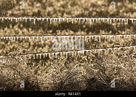 Utah. Bewässerung der Felder gefriert und umschließt ein Stacheldrahtzaun auf einem kalten Morgen. Stockfoto