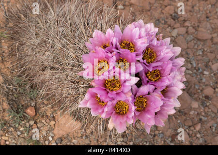 Cluster von rosa Blüten, Whipple's Angelhaken (Sclerocactus Whipplei) Blüte im Frühjahr im Arches National Park, Utah. Stockfoto