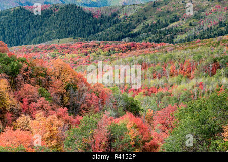 Brillante Herbst Laub in der Nähe von Midway und Heber Valley, Utah Stockfoto