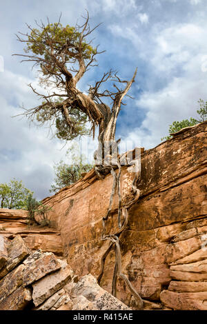 USA, Utah. Wüste Wacholderbeeren (Juniperus osteosperma), der aus einem Canyon Wand, Cedar Mesa Stockfoto