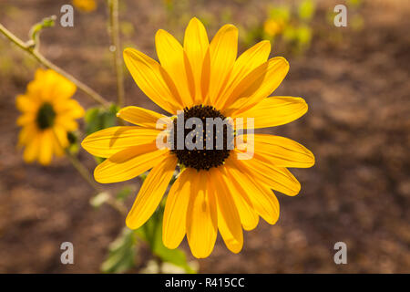 USA, Utah, Fillmore. Sonnenblume (Helianthus annuus) Blüte Stockfoto